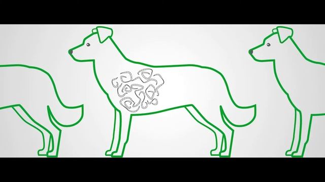 Как можно заподозрить глистов у собаки