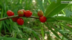 Разнообразие растений