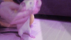 Моя крыса танцует!!!