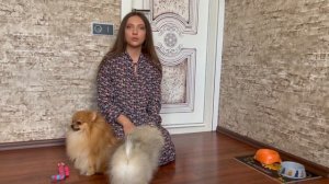Мой день со шпицами ДОСТИЖЕНИЯ И ПРОМАХИ 🐶🐾
