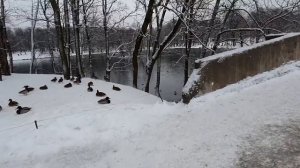 Гатчинский парк-заповедник, один из красивейших парков Ленинградской области. 4 января 2021.