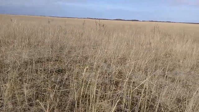 Замёрзшие грибы в степи смотреть онлайн