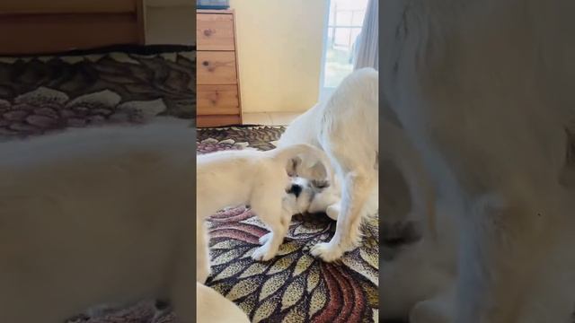 Мама золотистый ретривер воспитывает своих щенков? смотреть онлайн