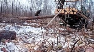 Загрузка круглого леса 4м на газ66 с помощью электролебедки!!!!