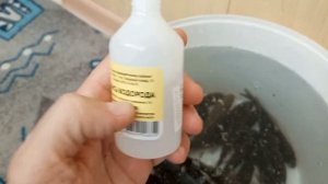 Как сохранить живца в домашних условиях.