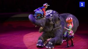 В Петербурге открылся международный цирковой фестиваль «Без границ»