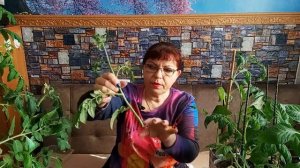 Рассада помидор вытянулась. Перерастает рассада томатов или огурцов, что делать?