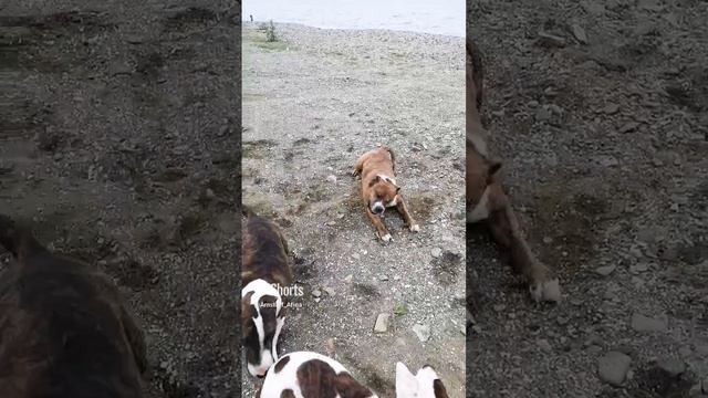 Самые милые существа 🤣 #amstaff #бультерьер #стафф #dog.mp4