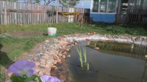 Рыба в прудике отложила икру