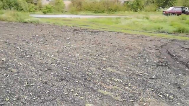 Всходы подсолнуха КІВ насіння Аракар смотреть онлайн