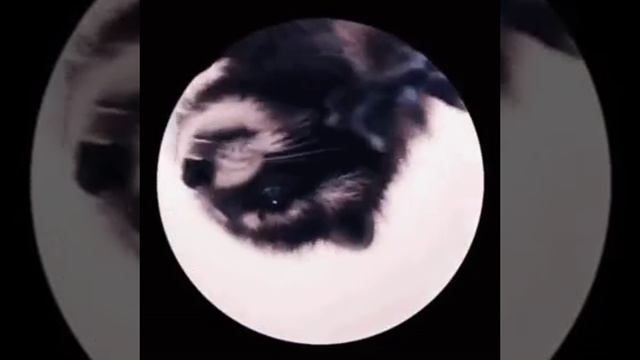 Педро Педро Педро смотреть онлайн