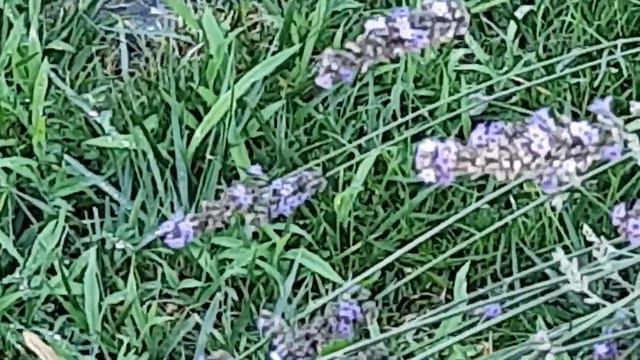 °~°ЛАВАНДОВЫЙ ПРИВЕТ!!! смотреть онлайн