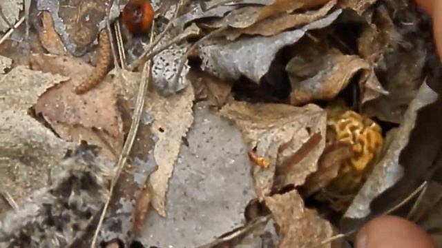 первые грибы смотреть онлайн