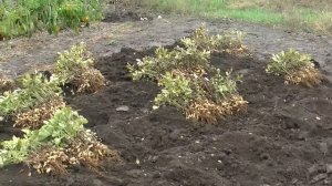 Выкапывание арахиса и подготовка его к хранению.