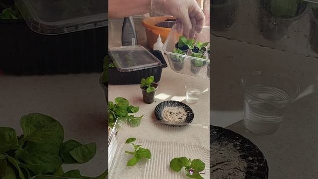 Сохраняем и размножаем черенкованием.