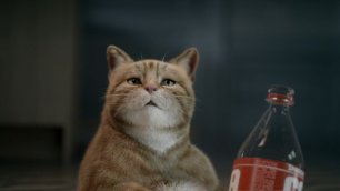 Пугающий кот в рекламе соков Yoki