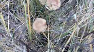 ИЩЕМ СИНЕНОЖКИ!