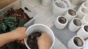 Пересадка сциндапсуса пиктус