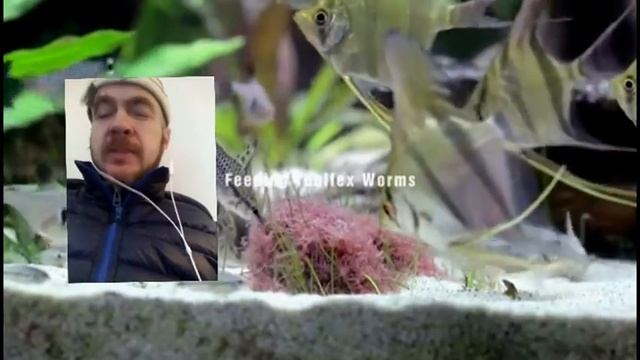 Выращивание трубочника в домашних условиях 1 смотреть онлайн