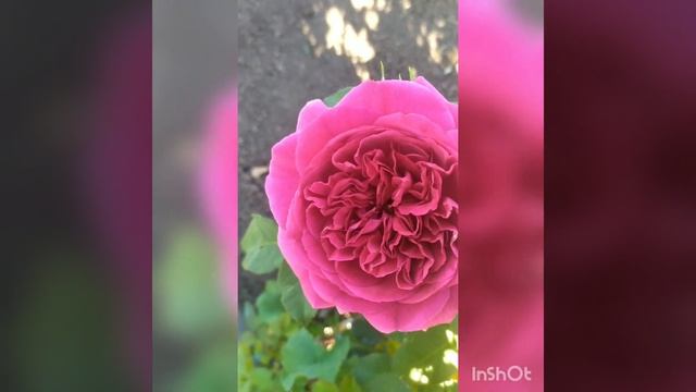Начало цветения роз, новинки