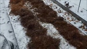 Укрытие земляники на зиму в Сибири