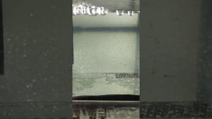 5 нерест голубого неона