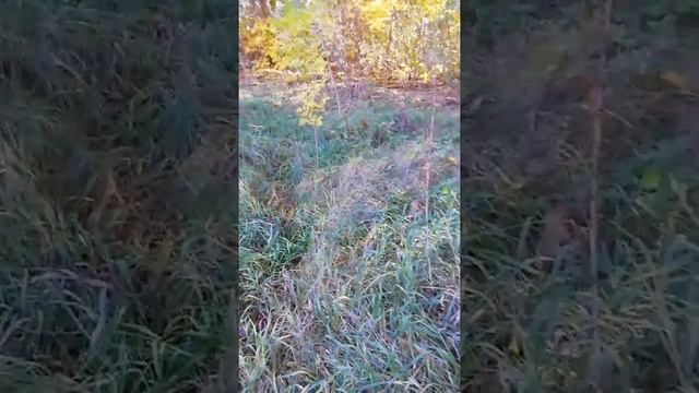 Сеем медоносы, Золотарник Канадский. смотреть онлайн