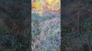 Сеем медоносы, Золотарник Канадский.