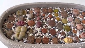 Литопсы/ Lithops. Реакции литопсов на лишнюю воду. Что бывает, если литопсы перелить.? 08.05.2023