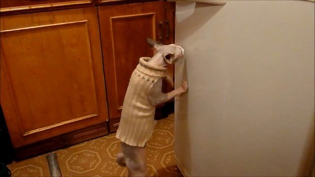 Чем кормить сфинкса!!! (часть 1, продолжение следует) смотреть онлайн