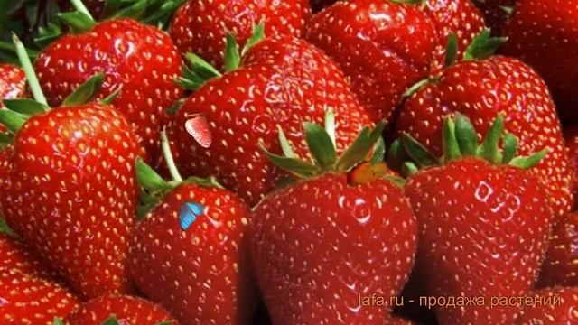 Земляника садовая Фраголареа (flagolaurea) ? обзор: как сажать, саженцы земляники Фраголареа смотреть онлайн