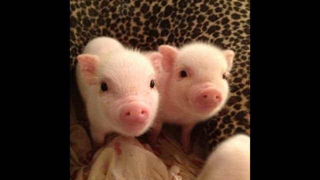 [Милое видео про МАЛЕНЬКИХ И МИЛЫХ ЖИВОТНЫХ] смотреть онлайн