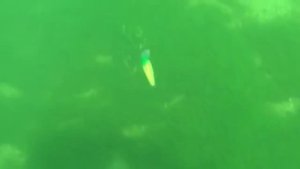 Эффективный Воблер Про Шэд, PRO SHAD 70 Страйк про для ловли судака и щуки