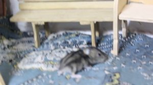 Соня и её малыш. Джунгарики: мама и дочка.