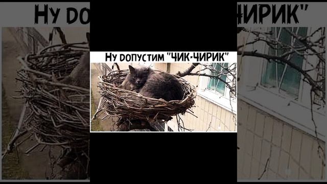 Главарь виден сразу, приятно когда это котейка ! смешные картинки приколы с озвучкой 🤣 смотреть онлайн