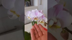 Орхидея "Глаза Ангела "( Angel Eyes) и орхидея "Gaia"😍❤️❤️🔥🌺🪷