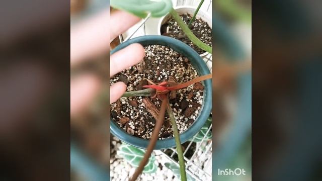 HOW DOES BABY ANTHURIUM MAGNIFICUM, CRYSTALLINUM, AND HYBRID LEAVES LOOK LIKE?