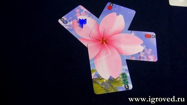 Лотос. Обзор настольной игры от Игроведа