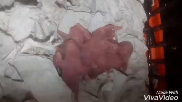 Новорожденные сирийские хомячки, Сирийский хомяк Маргарита родила