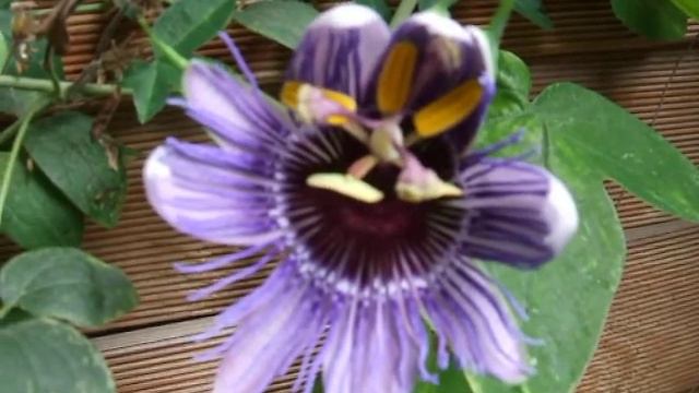 Passiflora "purple haze" смотреть онлайн