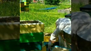 Формируем отводок в Альпийских ульях.