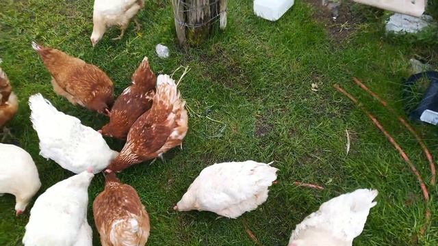 Куда пропал!?Дела Куриные и огородные. Жизнь на даче