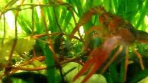 Красные аквариумные раки