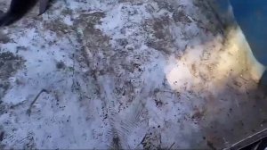 И снова кубанский сом. Рыбалка на старой Кубани. Ерик удивил