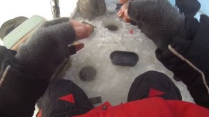 Крупный окунь зимой на мормышку | СУМАСШЕДШИЙ КЛЕВ НА КАЖДОЙ ПРОВОДКЕ! | Зимняя рыбалка на окуня