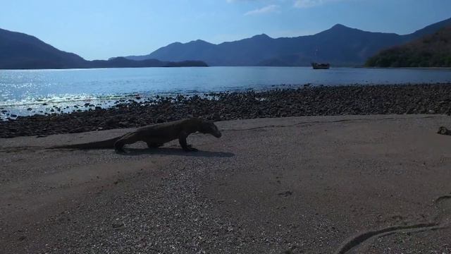 Водный мир острова Комодо 1 серия смотреть онлайн