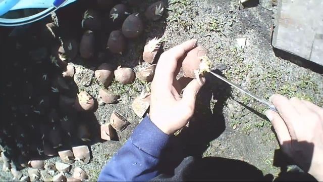 Как и почему нужно резать картофель перед посадкой.