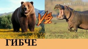 Гризли против бегемота!!!