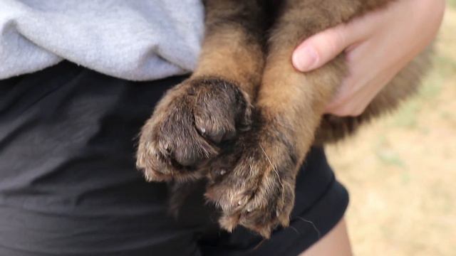 Leonberger Puppy | Picking up Puppy from Breeder смотреть онлайн