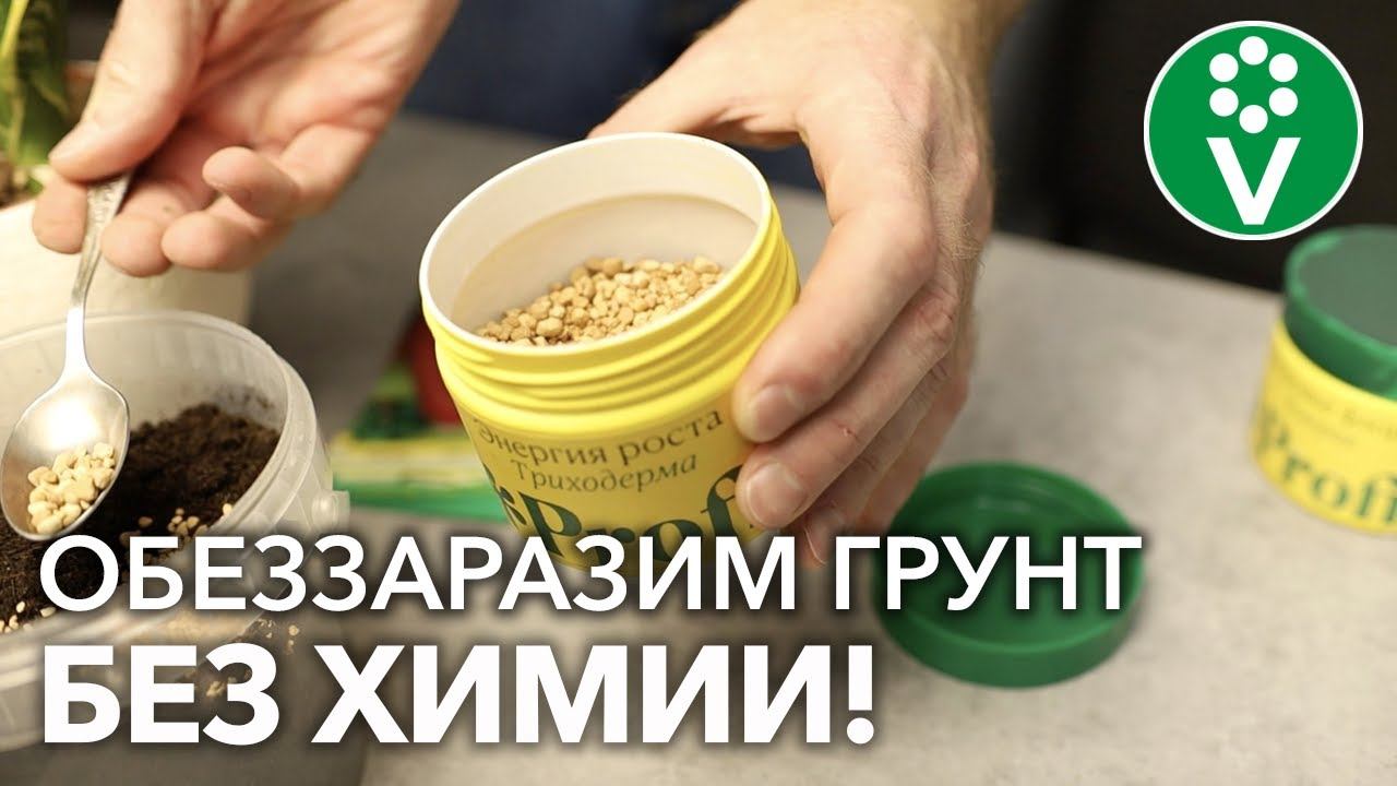 ВСЕГО ОДНА ЧАЙНАЯ ЛОЖКА – И НИКАКОЙ ЧЁРНОЙ НОЖКИ! Вы забудете о проблемах РАССАДЫ